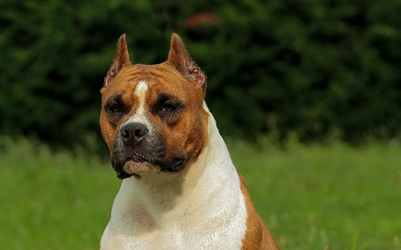 American Staffordshire Terrier com pelagem curta