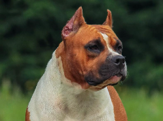 American Staffordshire Terrier brincando