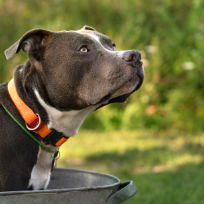 American Staffordshire Terrier