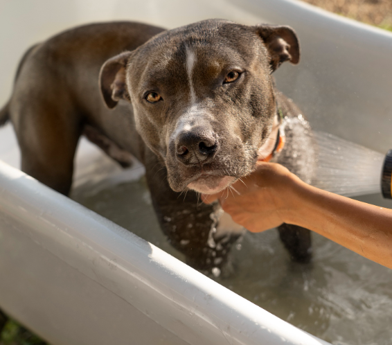American Staffordshire Terrier saudável