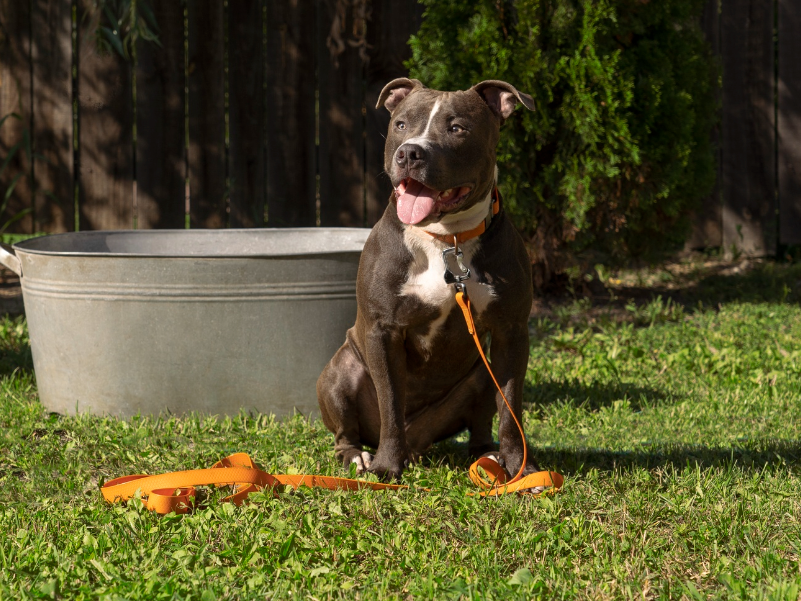 American Staffordshire Terrier em pose atlética