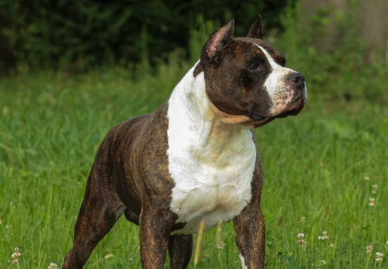 American Staffordshire Terrier com família
