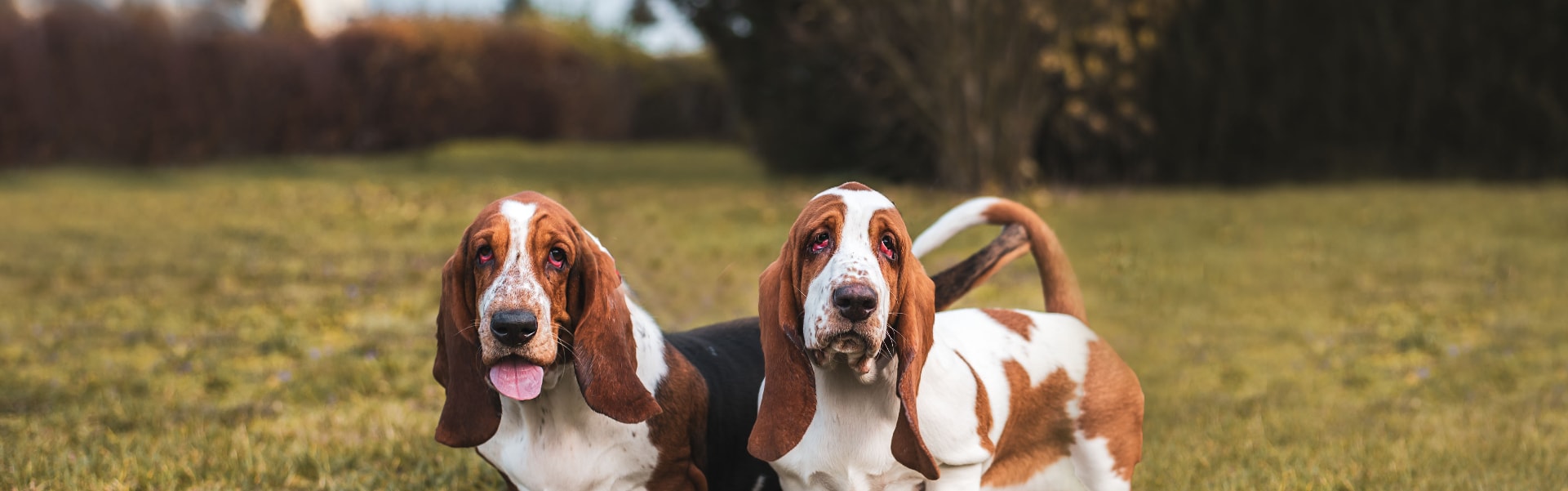 Basset Hound em uma pose característica