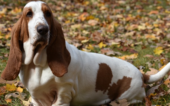 Basset Hound com pelagem curta
