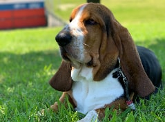 Basset Hound usando seu faro