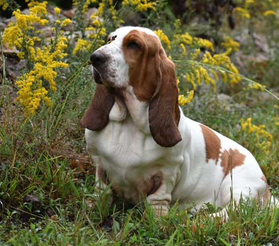 Basset Hound descansando