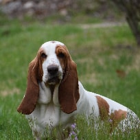Basset Hound