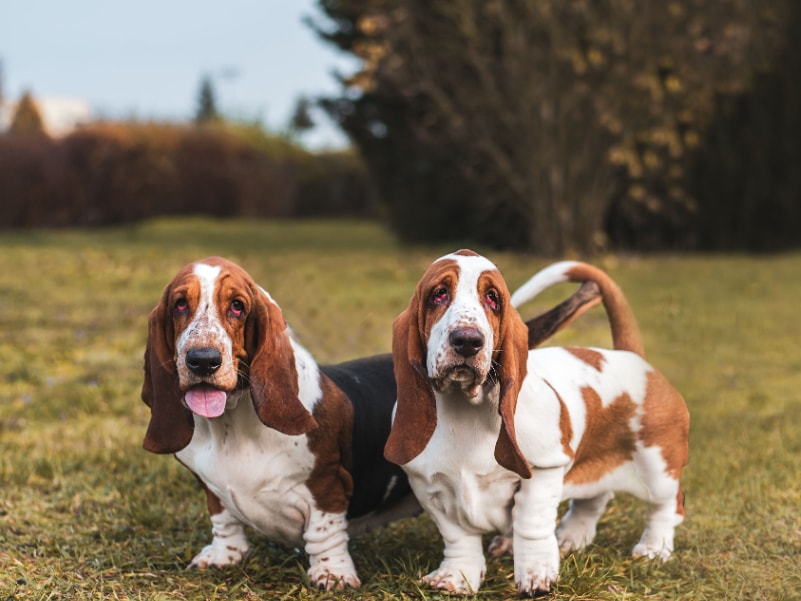 Basset Hound em uma pose característica