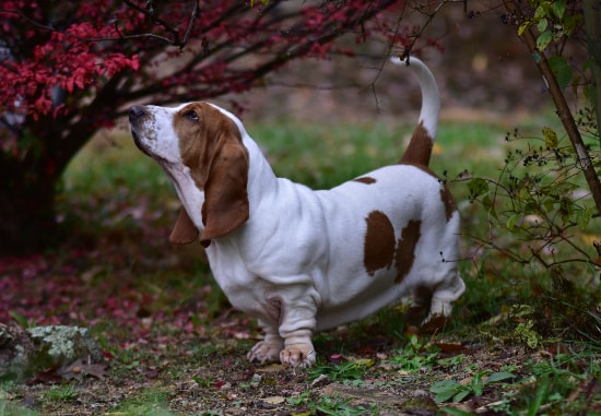 Basset Hound relaxando