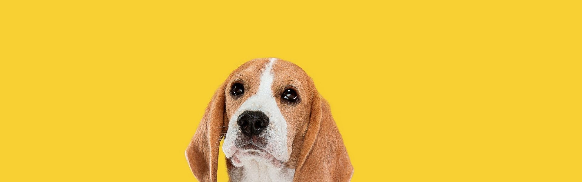 Beagle sentado em um estúdio de fundo amarelo dando uma lambida no nariz