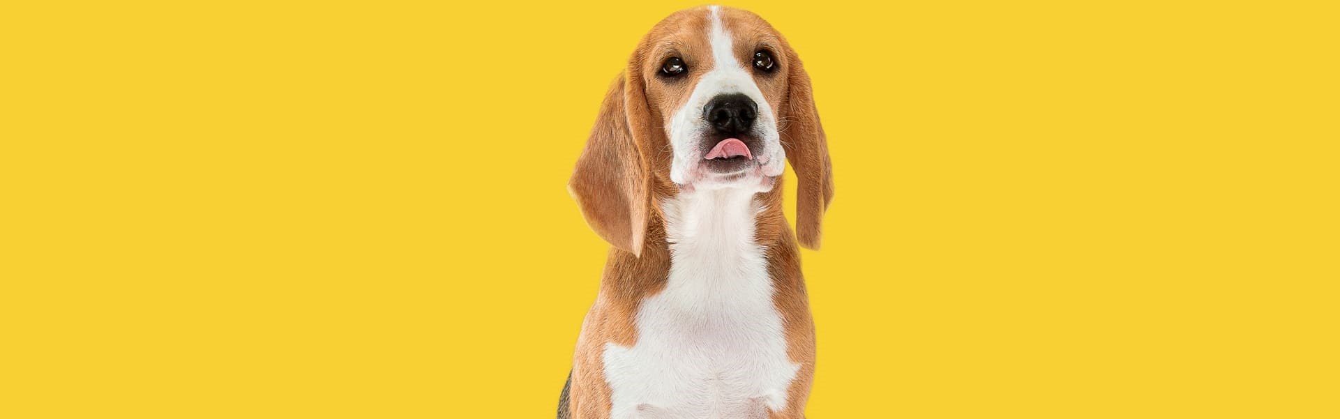 Beagle sentado em um estúdio de fundo amarelo dando uma lambida no nariz