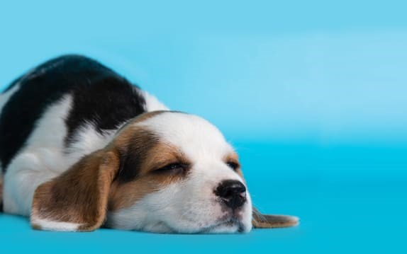 Beagle filhote deitado com olhos semiabertos em um estúdio de fundo azul claro