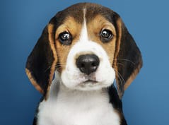 Beagle filhote tricolor em um fundo azul