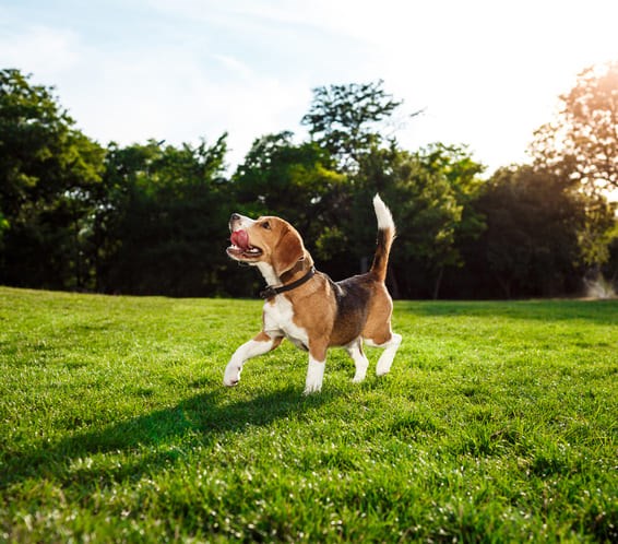 Beagle caminhando na grama do parque com a lingua de fora