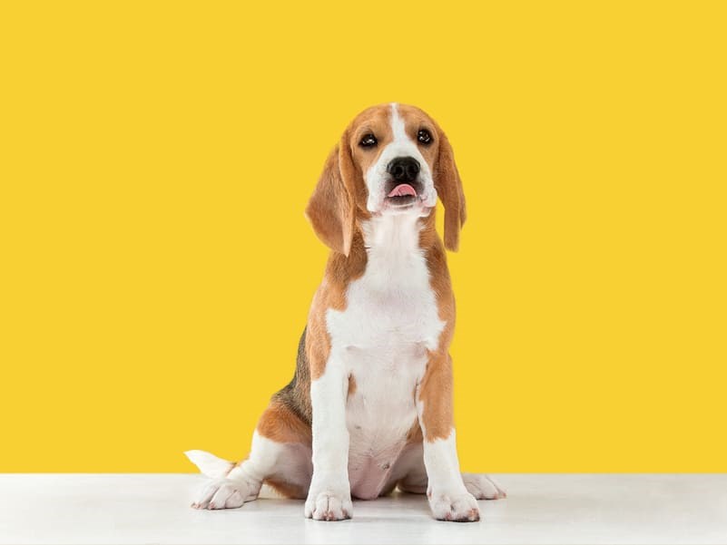 Beagle sentado em um estúdio de fundo amarelo dando uma lambida no nariz