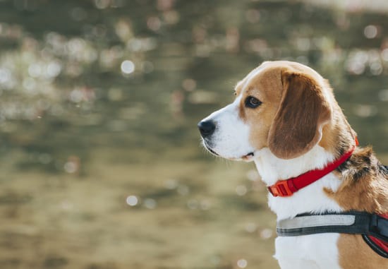 Foto de perfil de um Beagle adulto com coleira vermelha olhando o horizonte ao fundo de um lago
