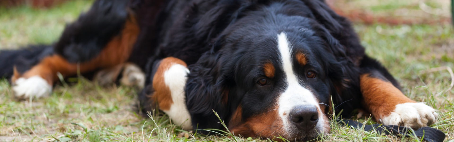 Bernese deitado na grama dormindo