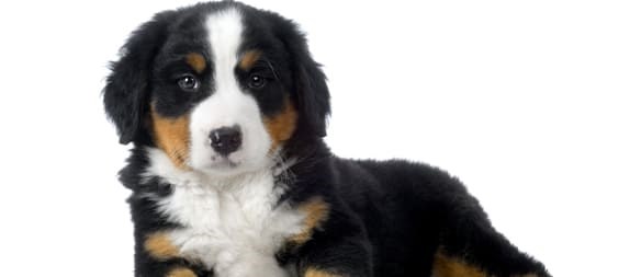 Bernese filhote deitado de lado