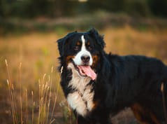 Bernese adulto de pé no campo