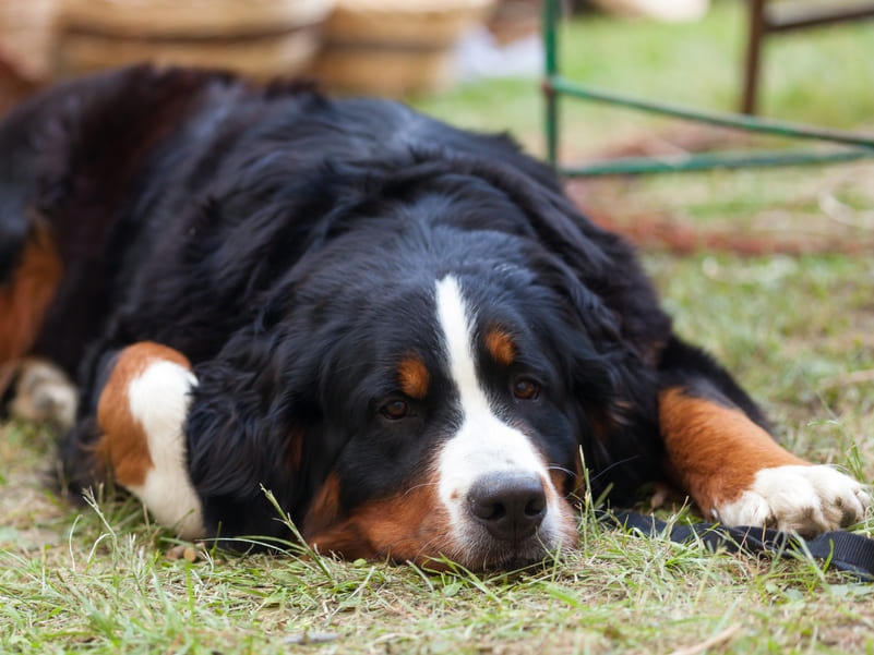 Bernese deitado na grama dormindo