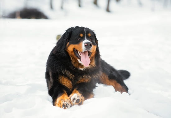 Bernese deitado na neve ofegante com a língua para fora