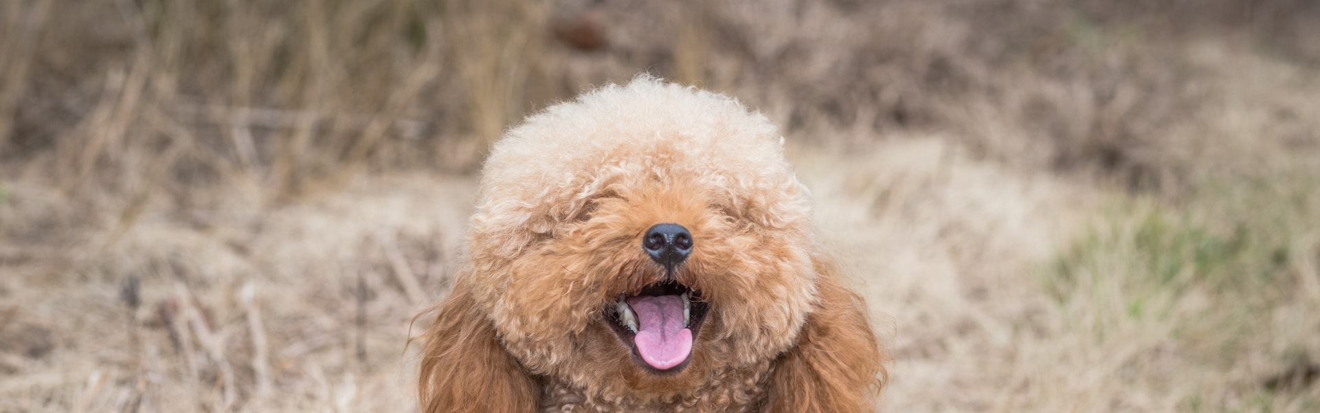 Bichon Frisé em uma pose fofa