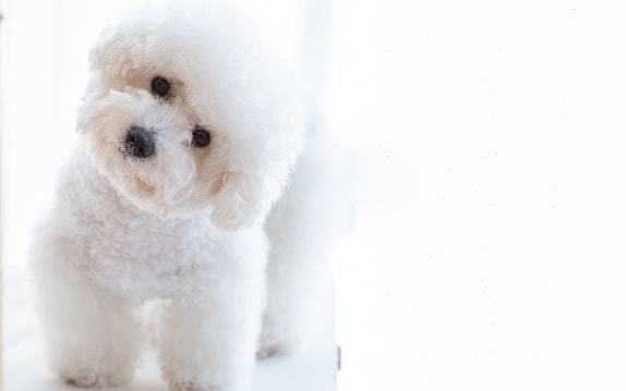 Bichon Frisé com pelagem branca e encaracolada