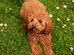 Bichon Frisé brincando com brinquedos