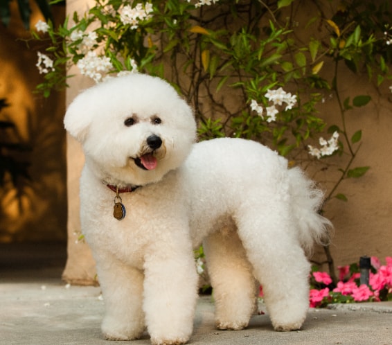 Bichon Frisé feliz e saudável