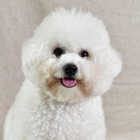 Bichon Frisé