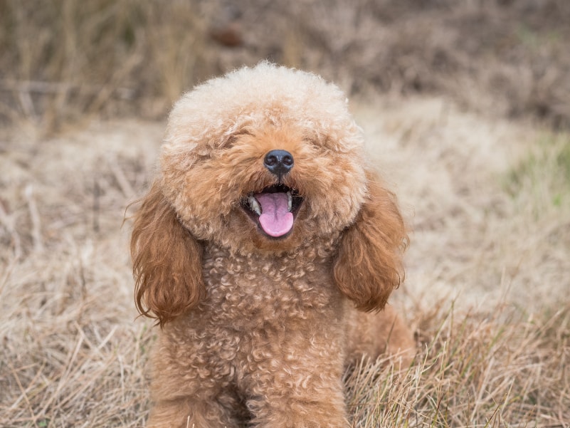 Bichon Frisé em uma pose fofa