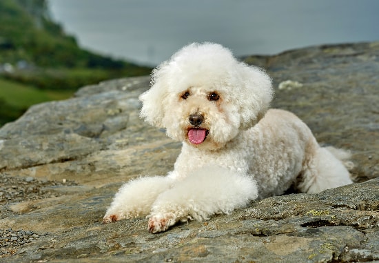 Bichon Frisé brincando feliz