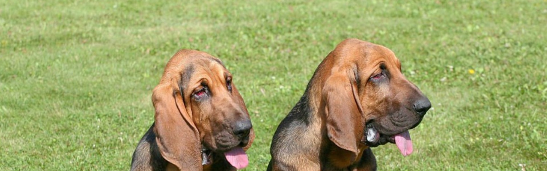 dois Bloodhound em uma pose majestosa