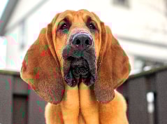 Bloodhound deitado em um campo ao pôr do sol