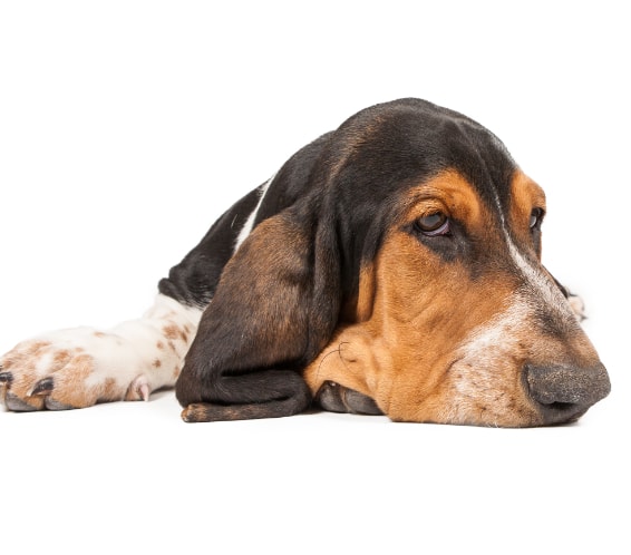 Bloodhound descansando ao ar livre