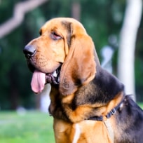 Bloodhound