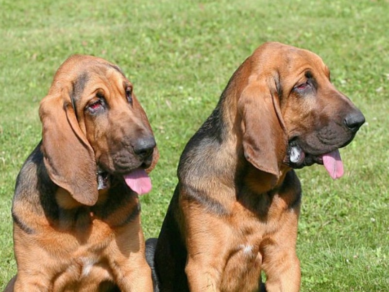 dois Bloodhound em uma pose majestosa