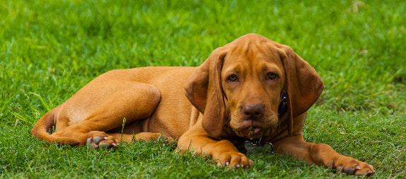 Bloodhound relaxando na grama
