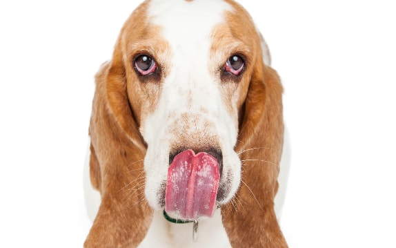 Bloodhound lambendo o focinho de frente para a câmera