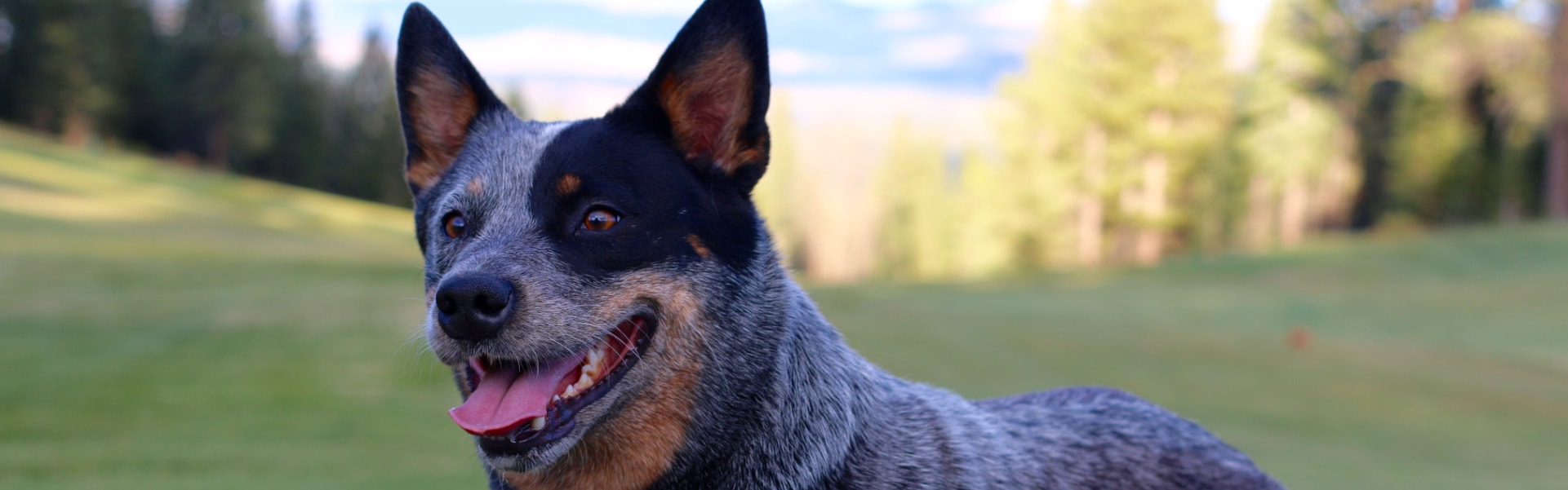 Blue Heeler em uma pose atenta