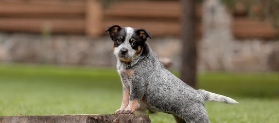 Blue Heeler filhote