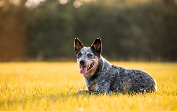 Blue Heeler com pelagem característica