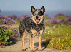 Blue Heeler com brinquedos