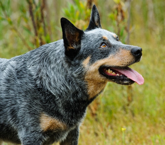 Blue Heeler saudável ao ar livre