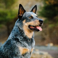 Border collie
