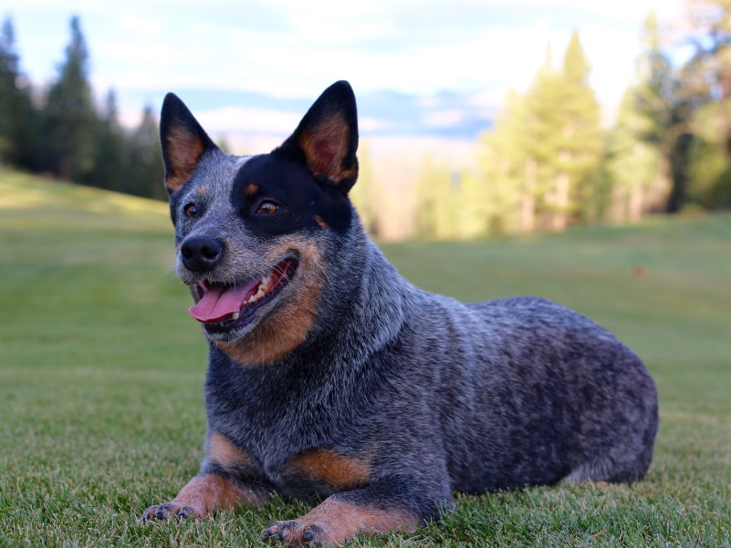 Blue Heeler em uma pose atenta