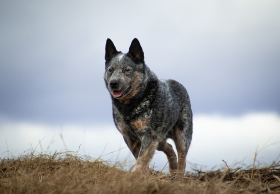 Blue Heeler brincando feliz