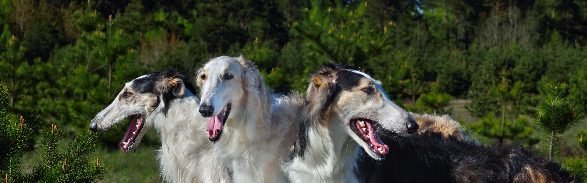 Borzoi em uma pose majestosa