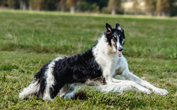 Borzoi pulando ao ar livre
