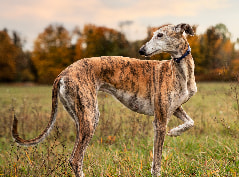 Borzoi deitado em um campo ao pôr do sol